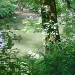 Pine Run Creek in California