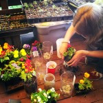 SCA planting