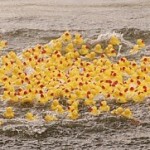 ducky race photo