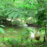 river photo 9