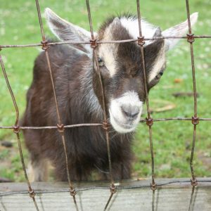 IMG_6771_Goat_sm